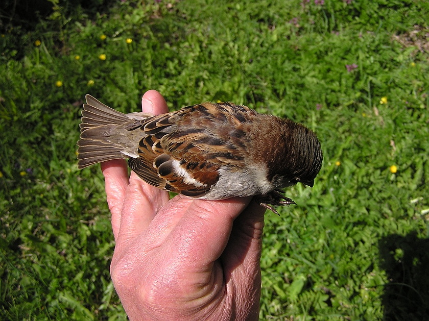 House Sparrow, Digrans 20070430